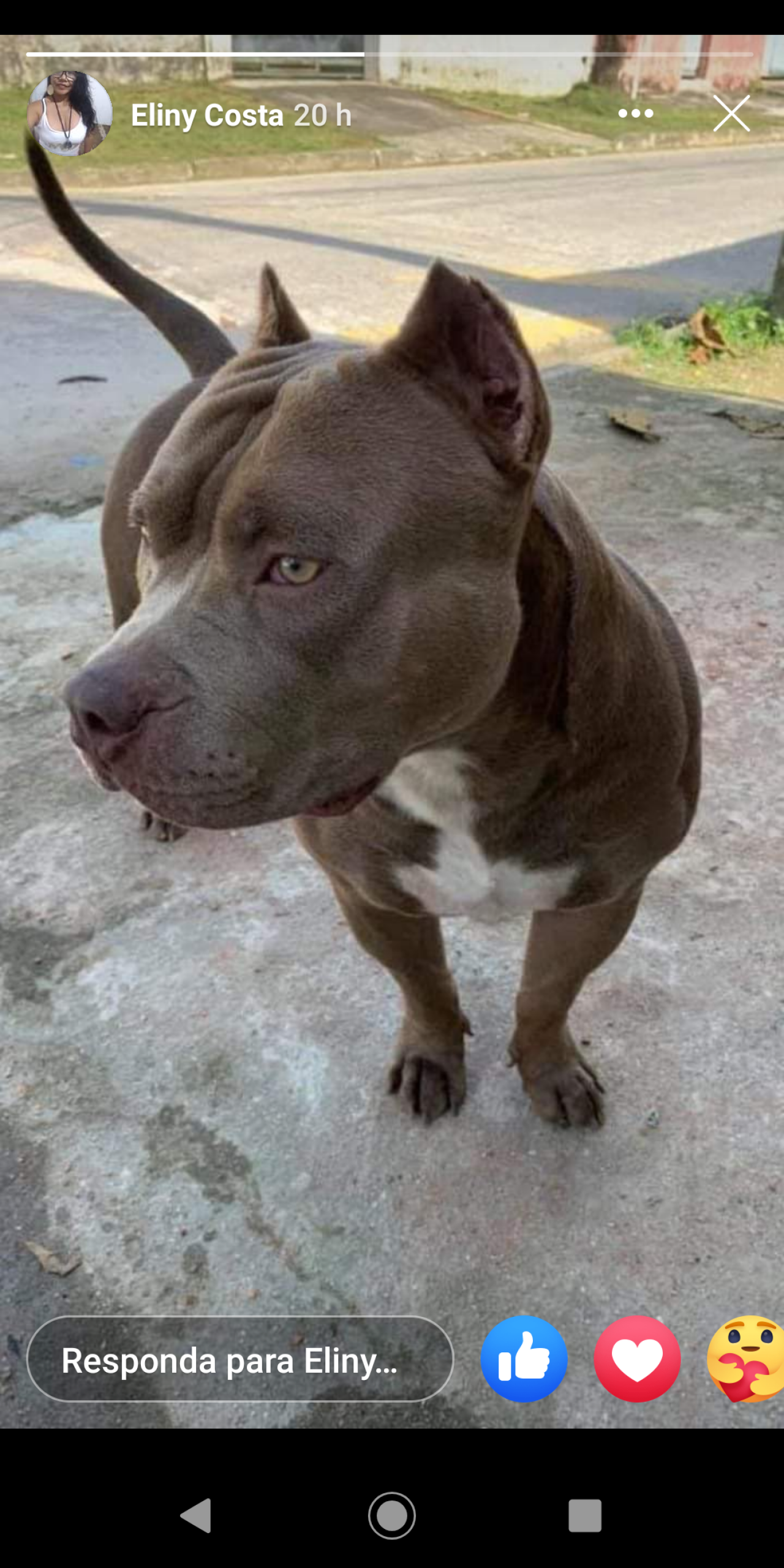 Photo of the dog