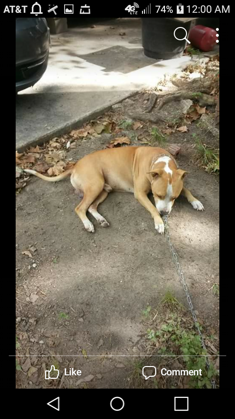 Photo of the dog