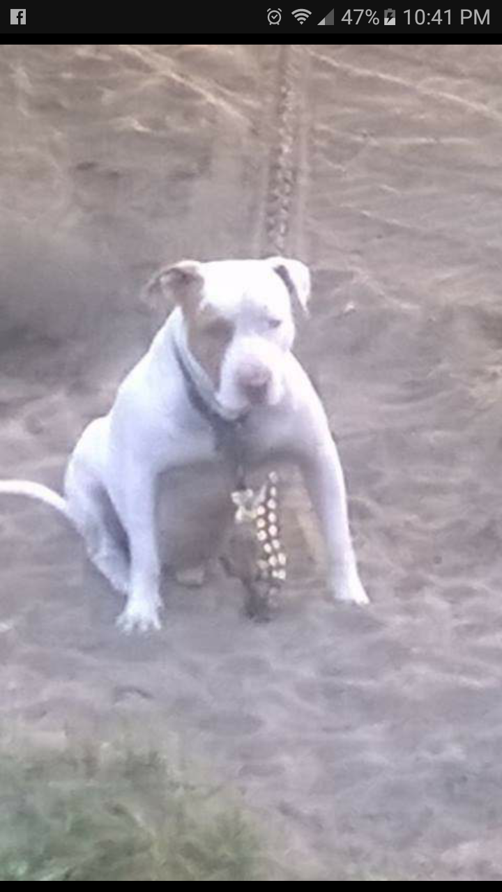 Photo of the dog