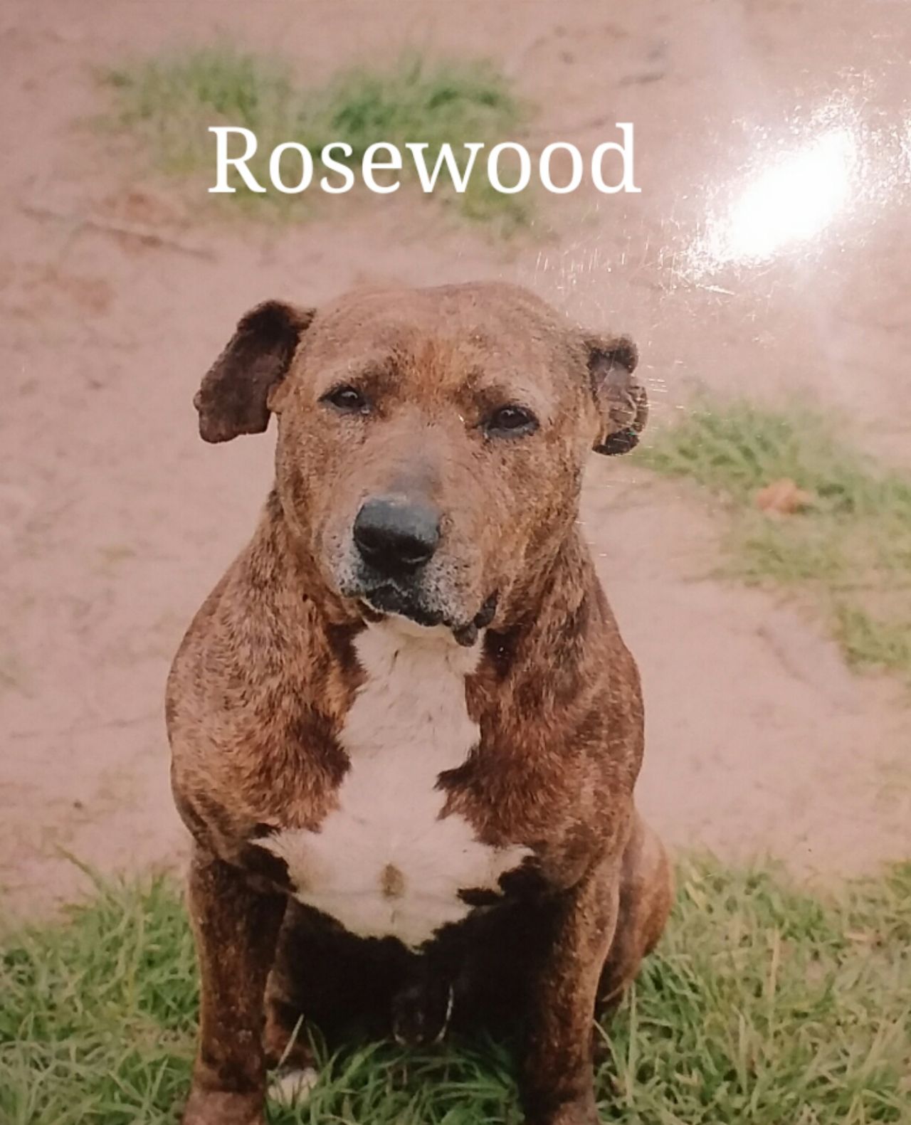 Photo of the dog