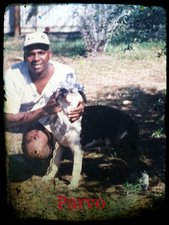 Photo of the dog