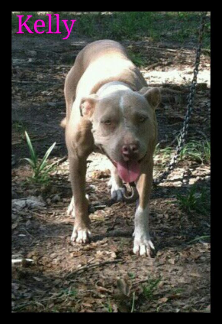 Photo of the dog
