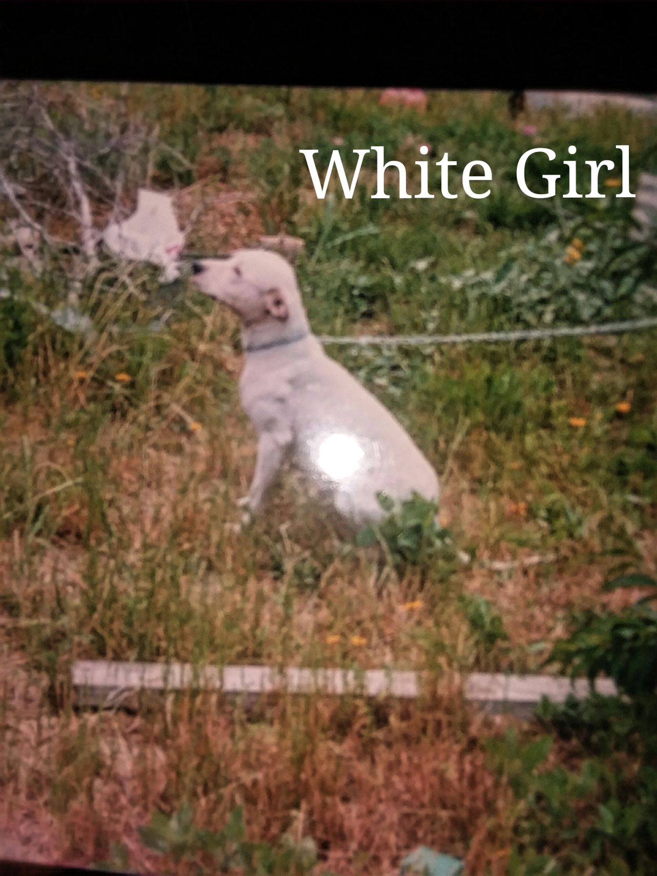 Photo of the dog