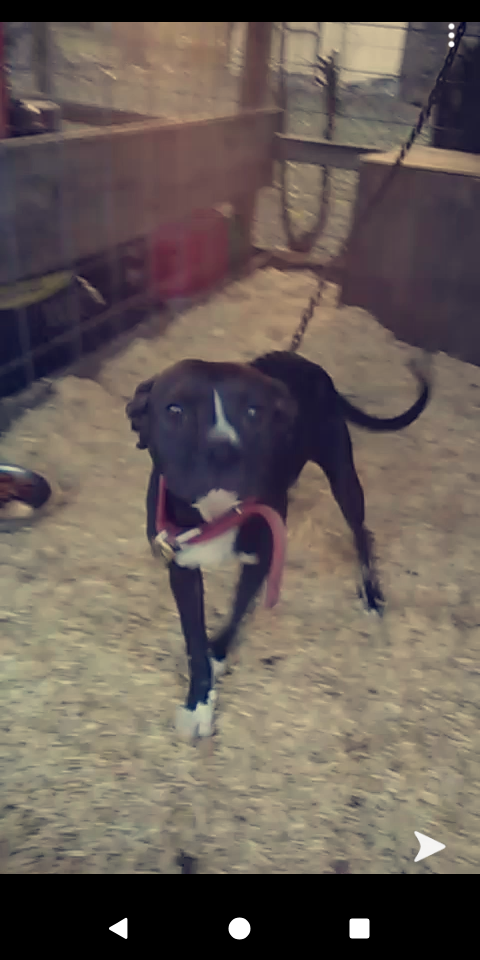 Photo of the dog