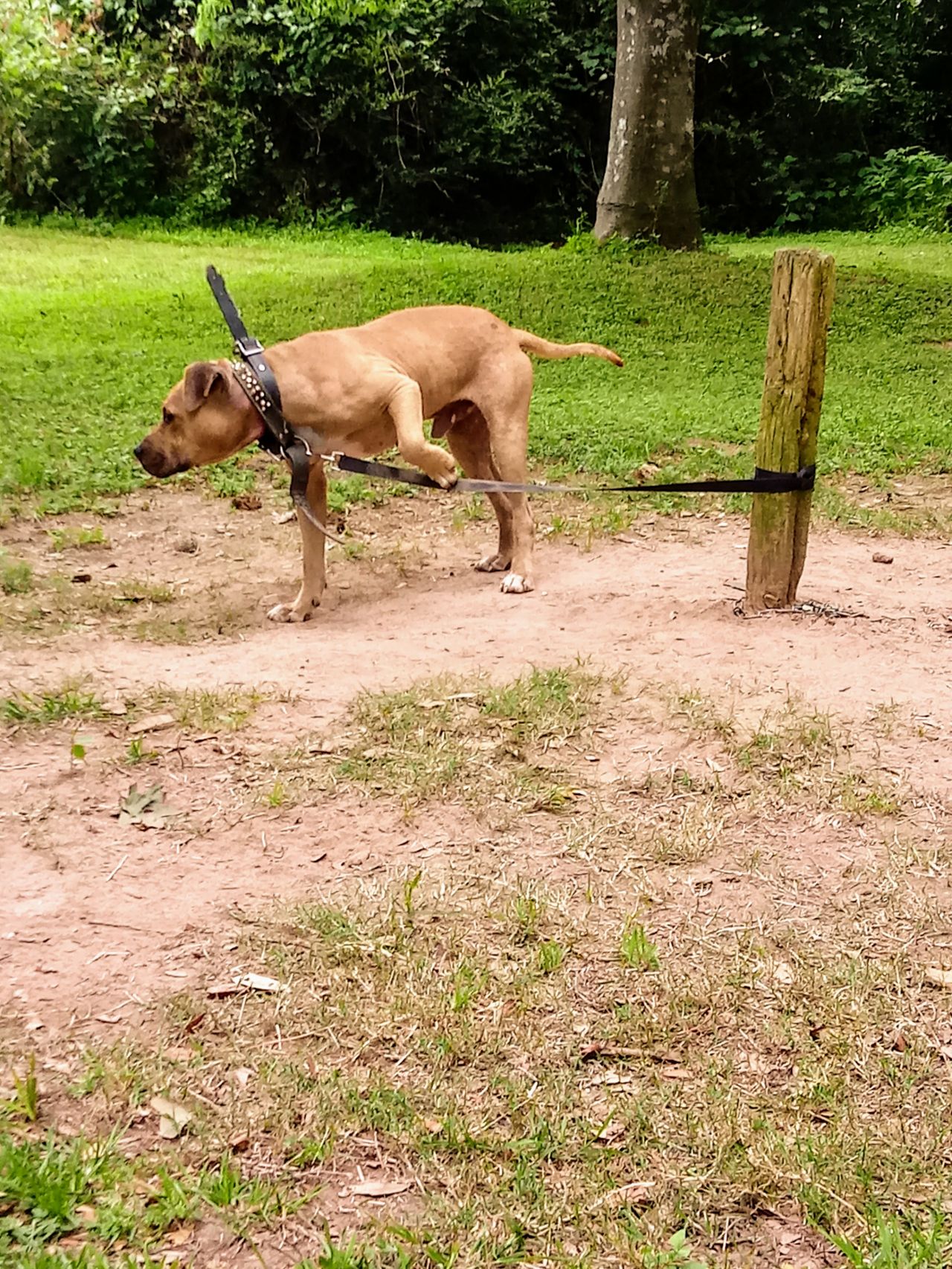 Photo of the dog