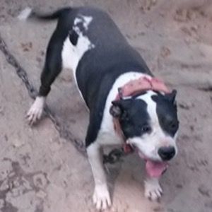 Photo of the dog
