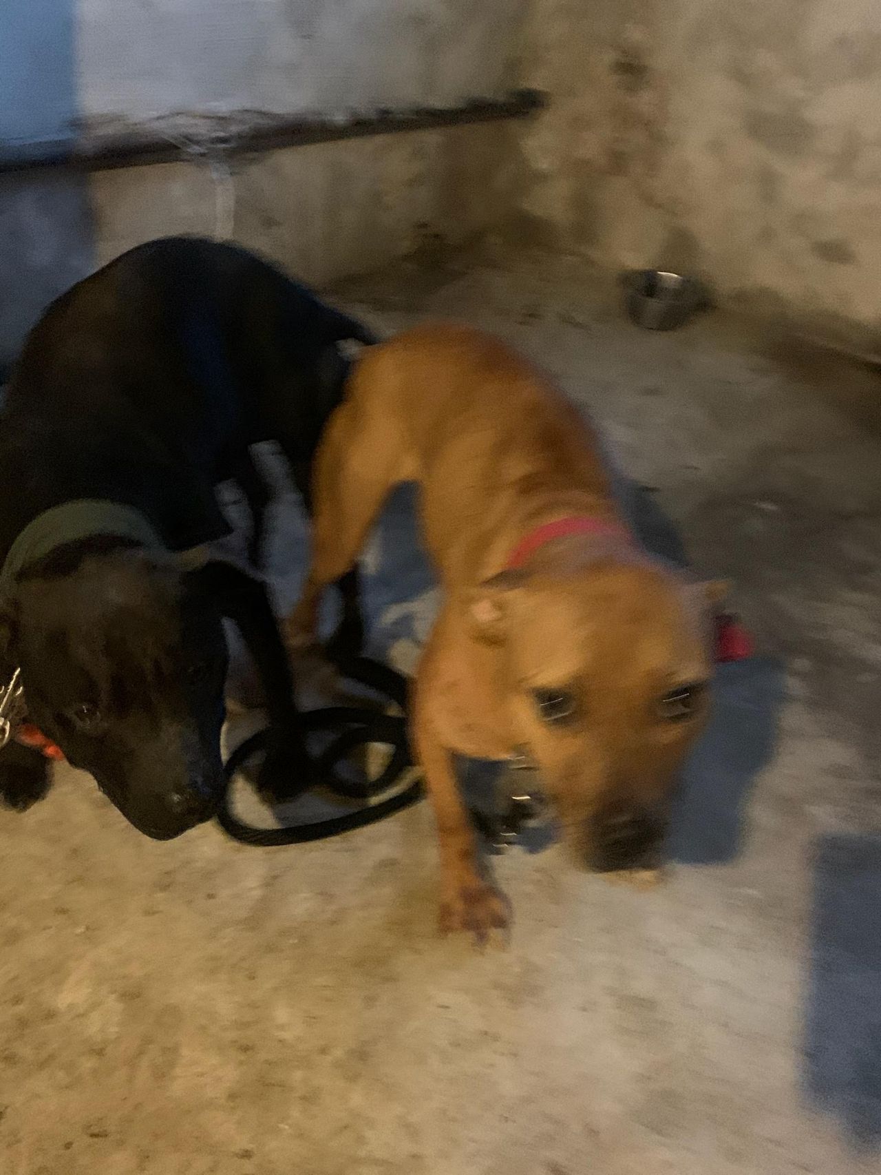 Photo of the dog