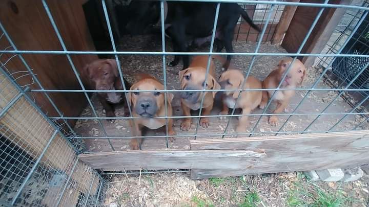 Photo of the dog