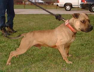 Photo of the dog