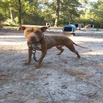 Photo of the dog