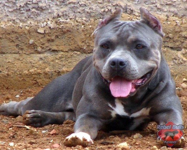 Photo of the dog