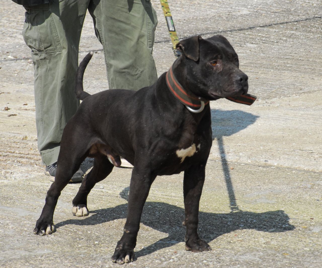 Photo of the dog