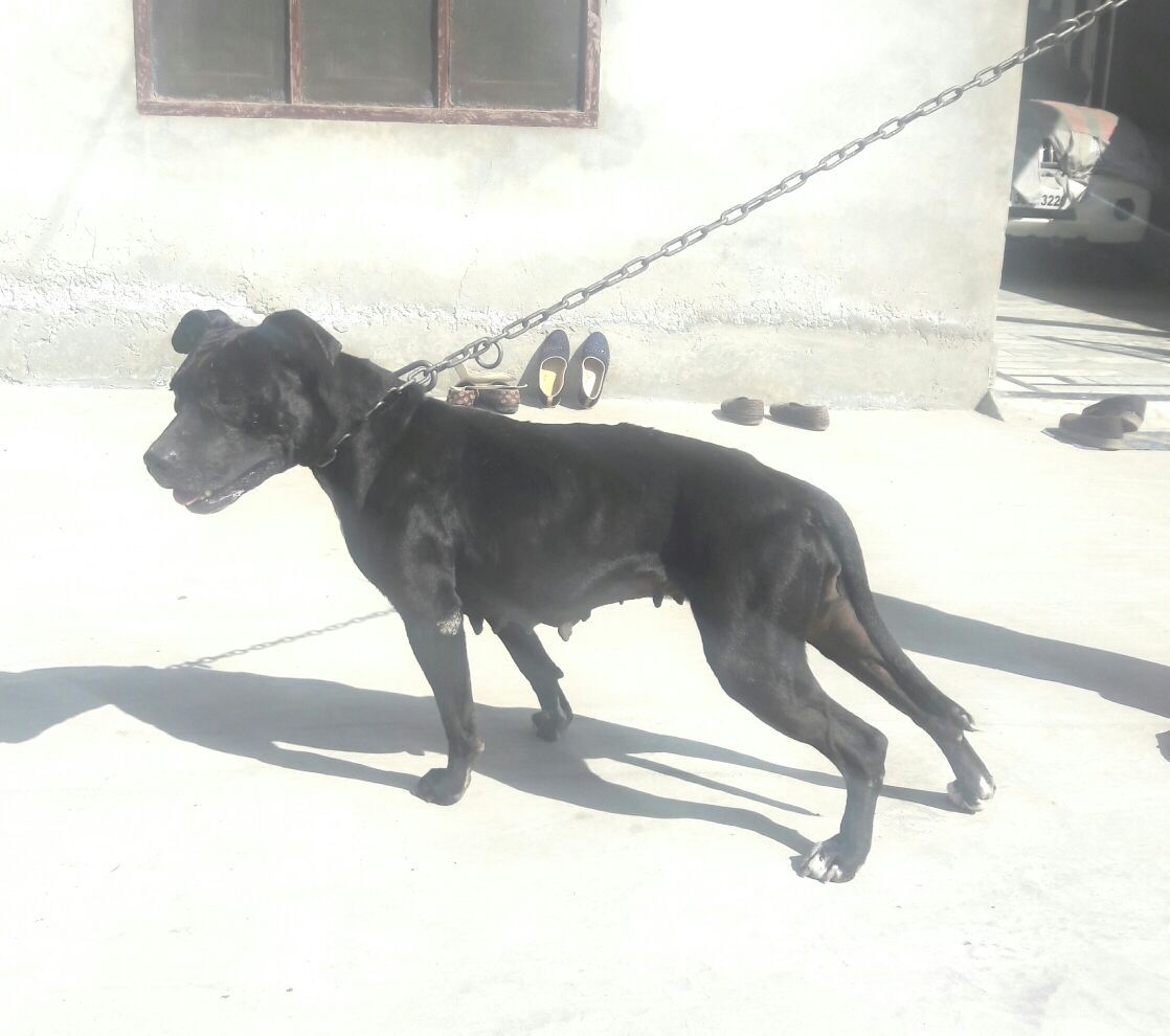 Photo of the dog