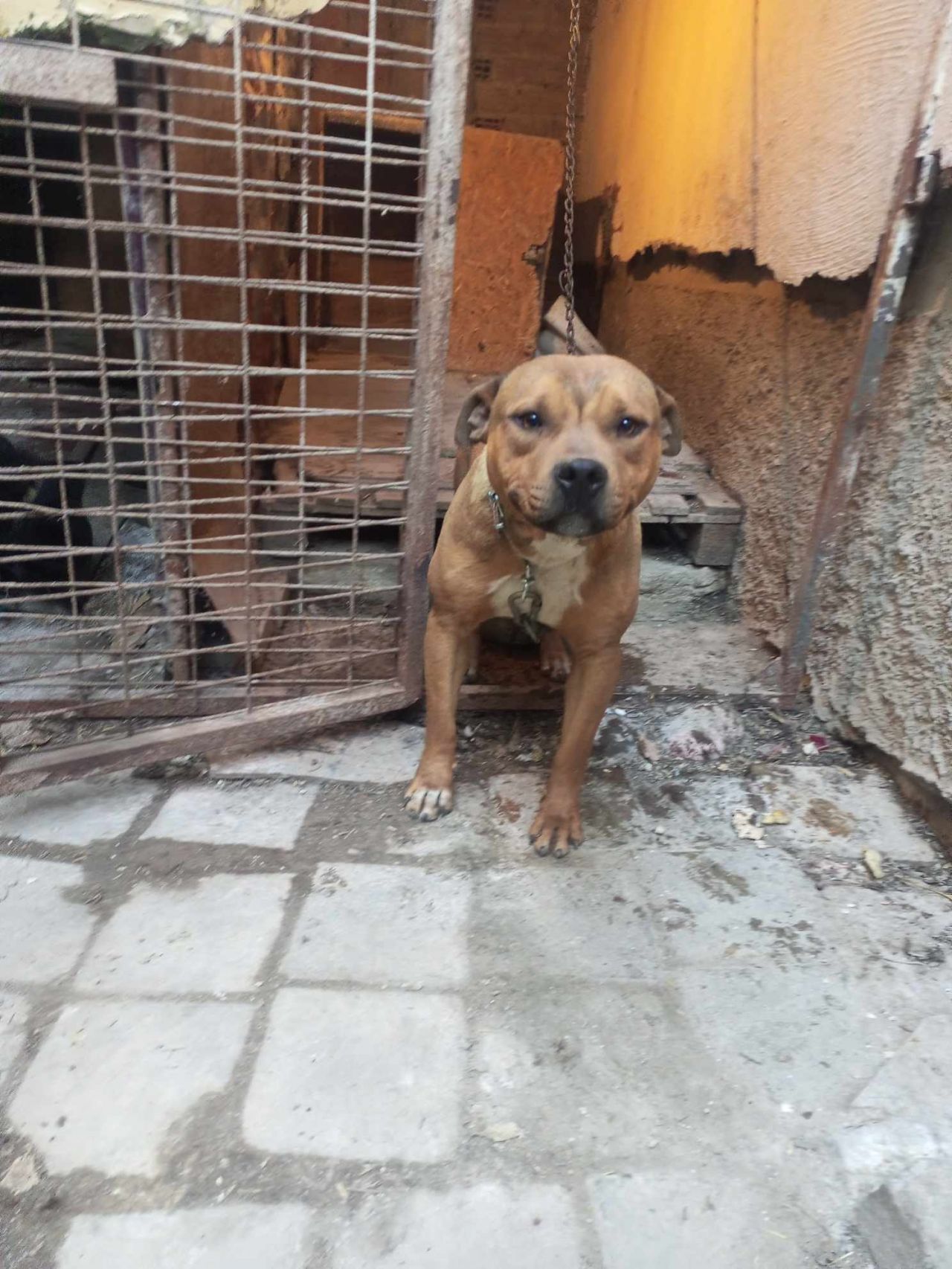 Photo of the dog