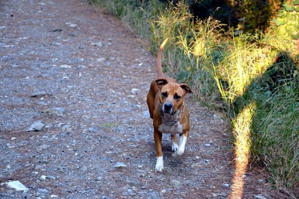 Photo of the dog