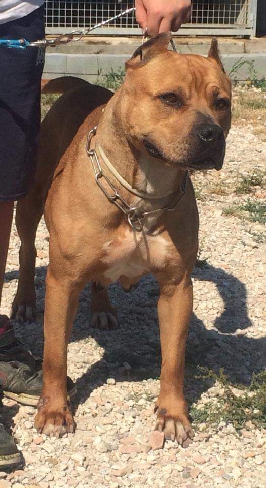 Photo of the dog
