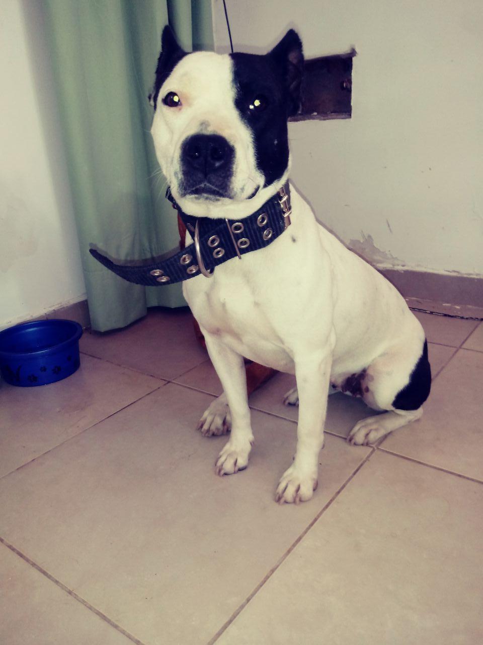 Photo of the dog