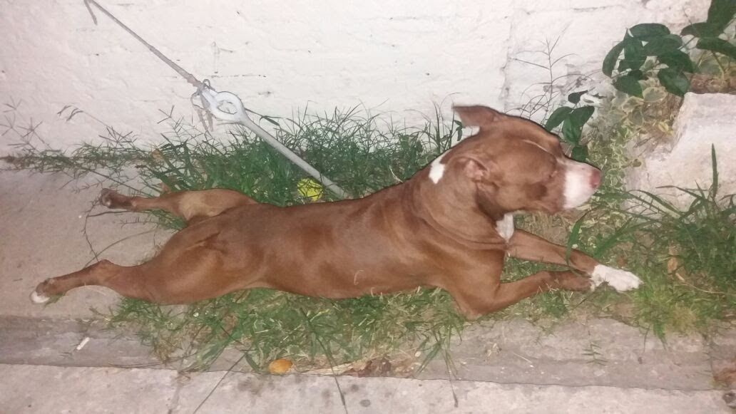 Photo of the dog