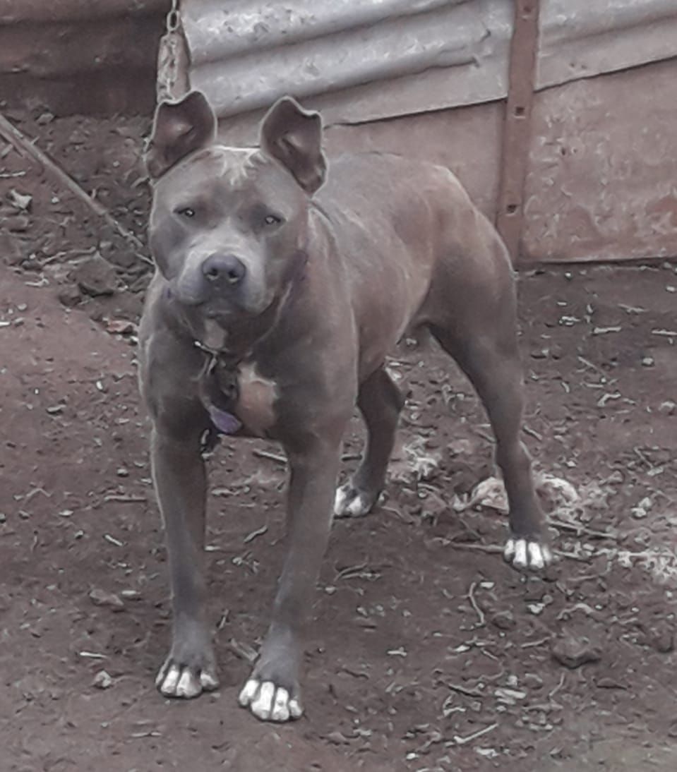 Photo of the dog