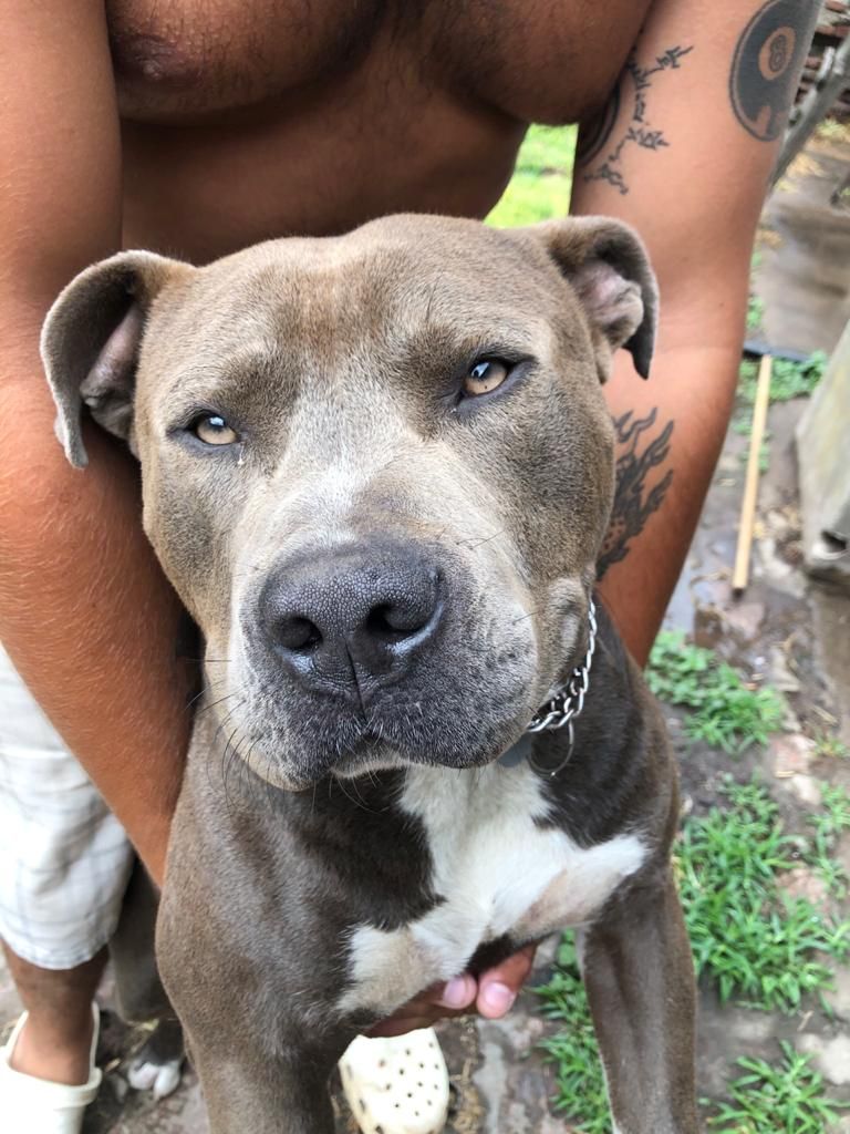 Photo of the dog