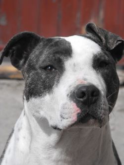 Photo of the dog