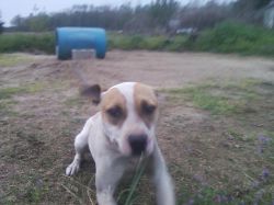 Photo of the dog