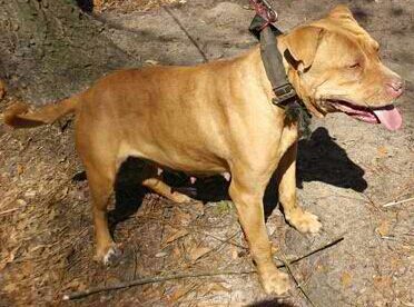 Photo of the dog