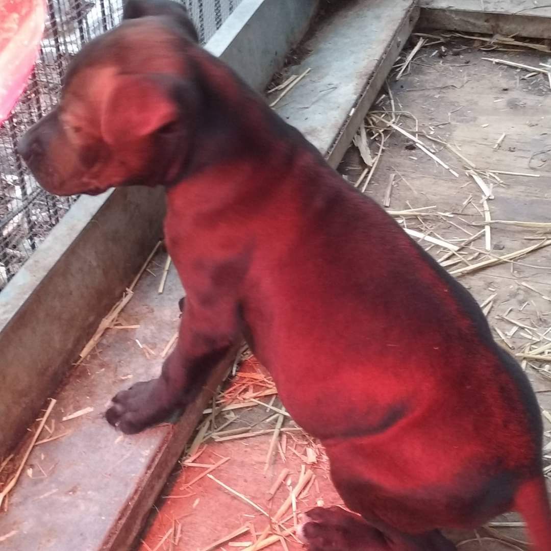 Photo of the dog