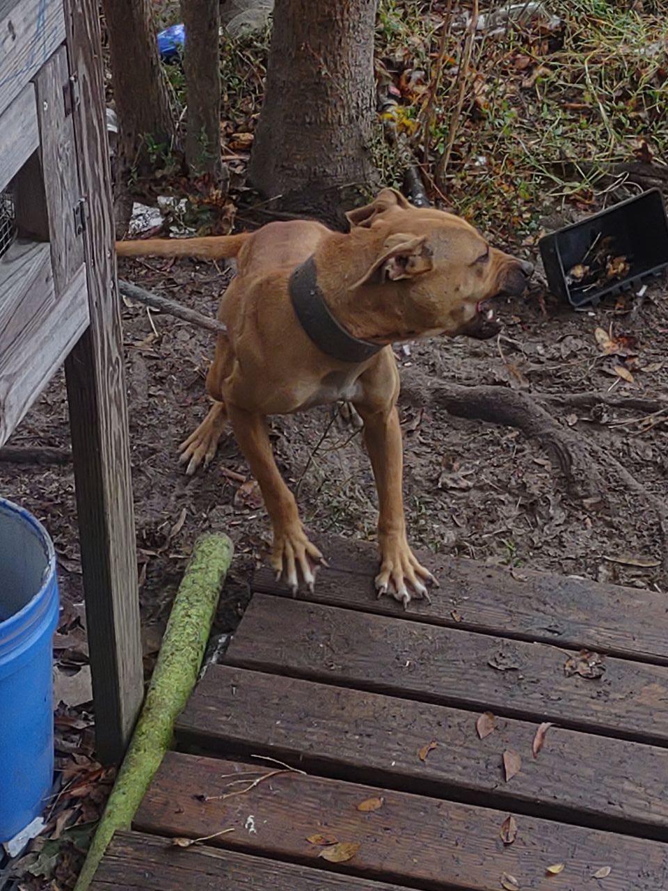 Photo of the dog