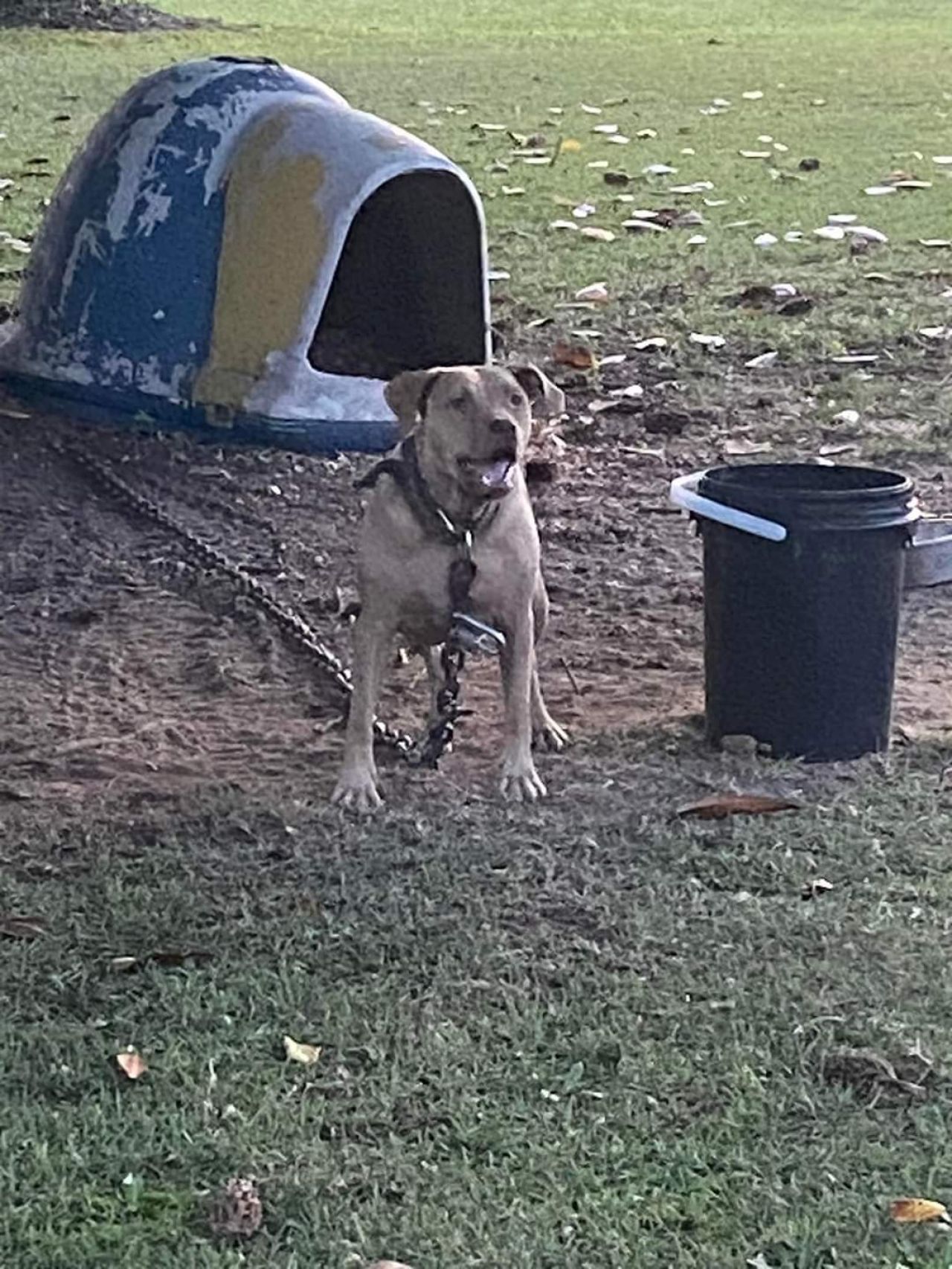 Photo of the dog