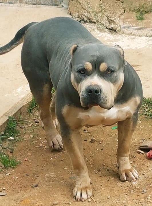 Photo of the dog