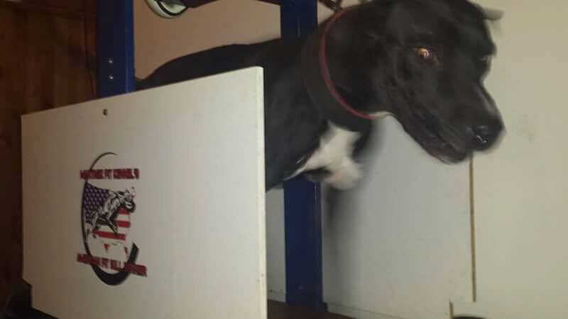Photo of the dog