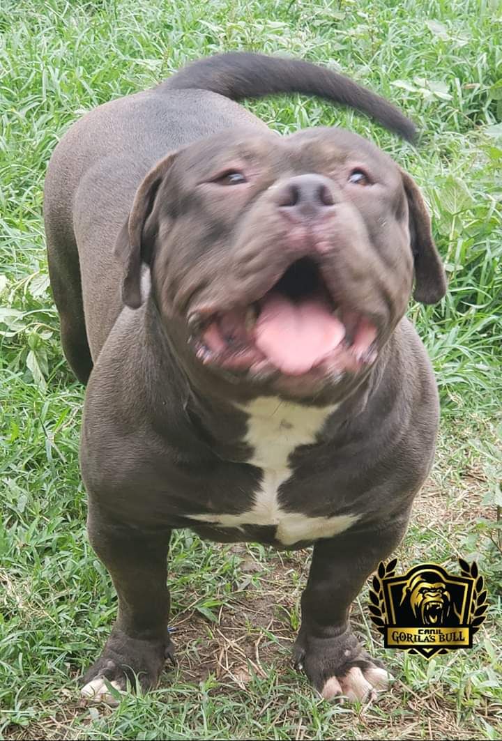 Photo of the dog