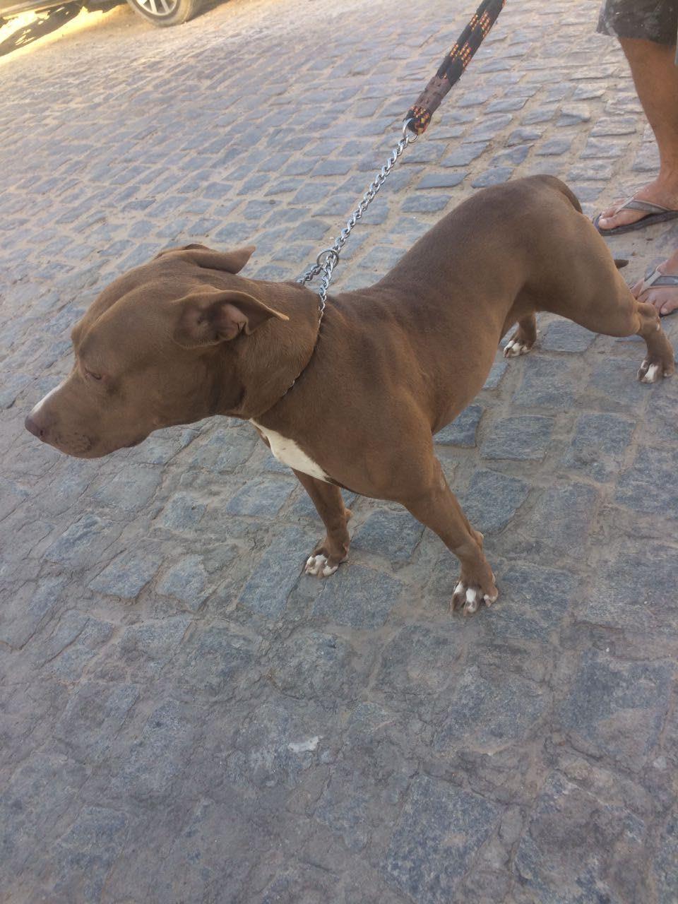 Photo of the dog