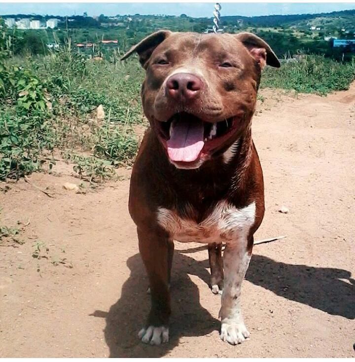 Photo of the dog