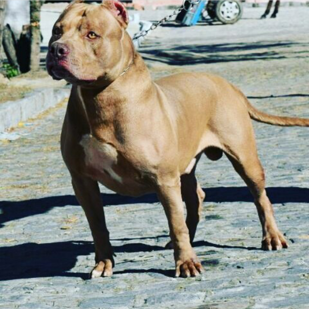 Photo of the dog