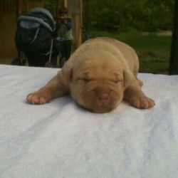 Photo of the dog