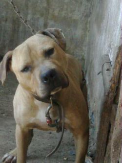 Photo of the dog