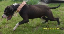 Photo of the dog