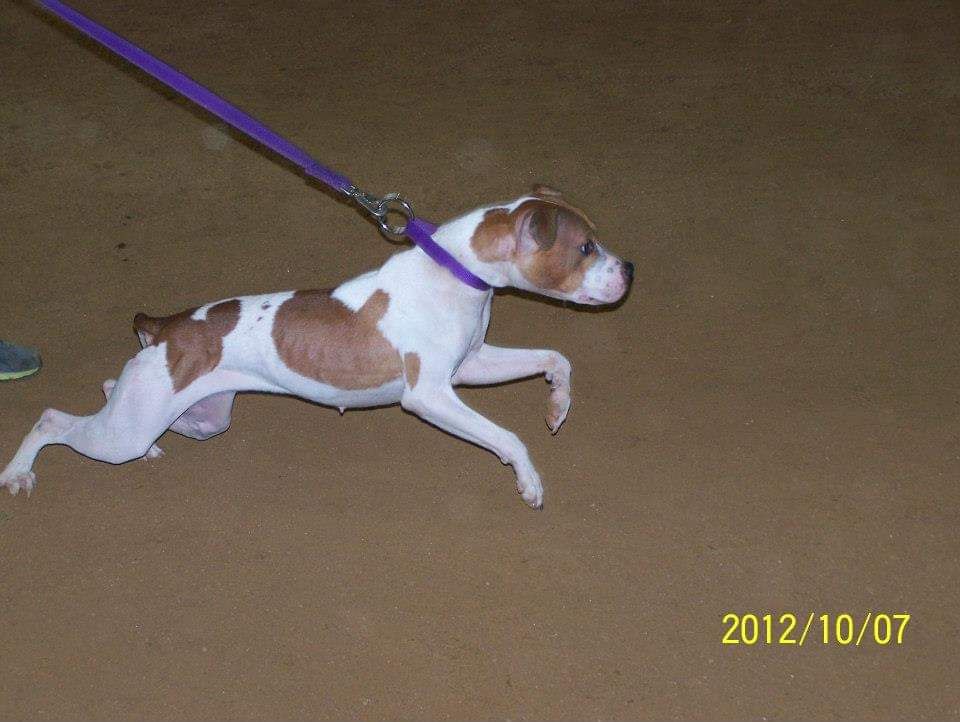Photo of the dog