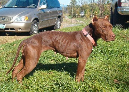 Photo of the dog