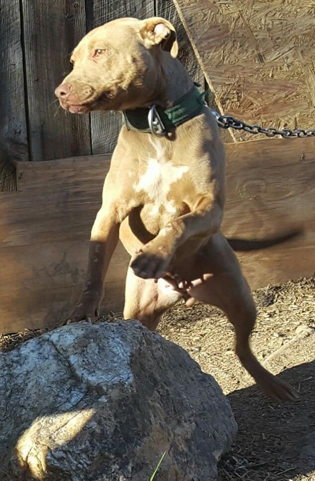 Photo of the dog