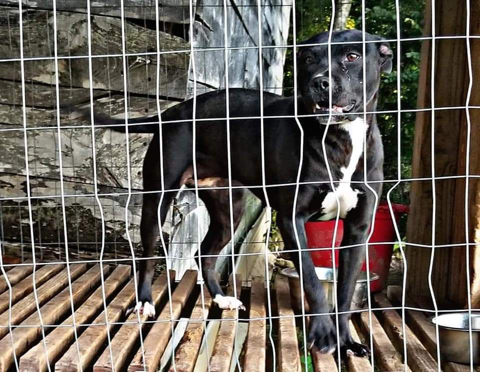 Photo of the dog