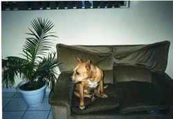 Photo of the dog