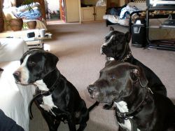 Photo of the dog