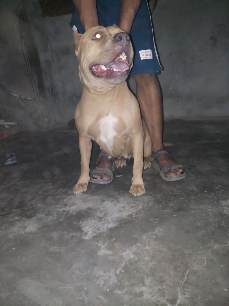 Photo of the dog
