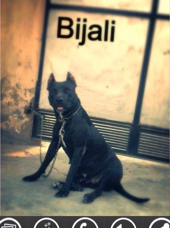 Photo of the dog
