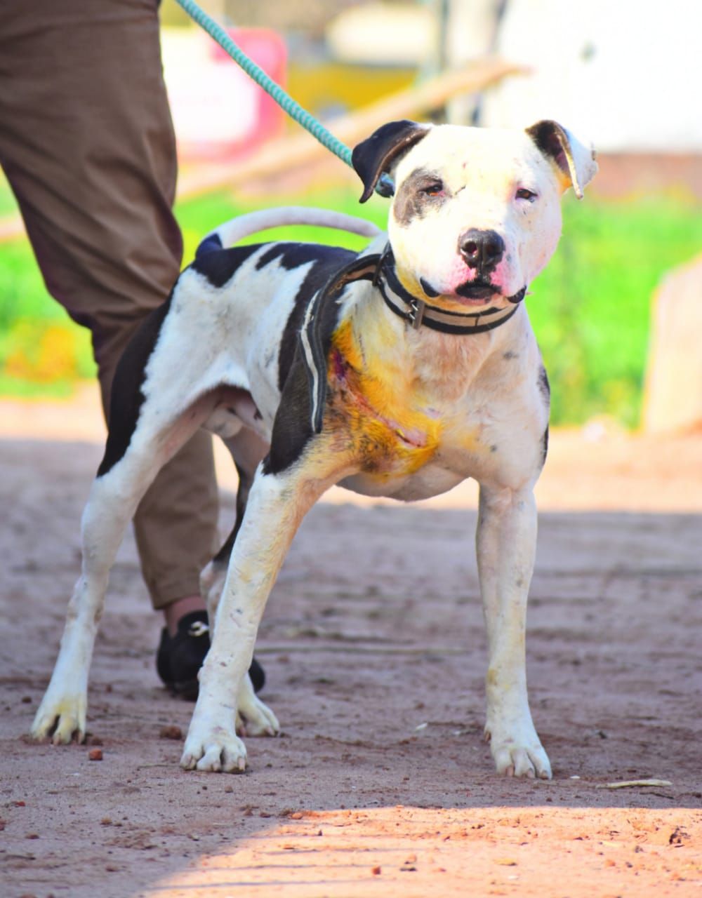 Photo of the dog