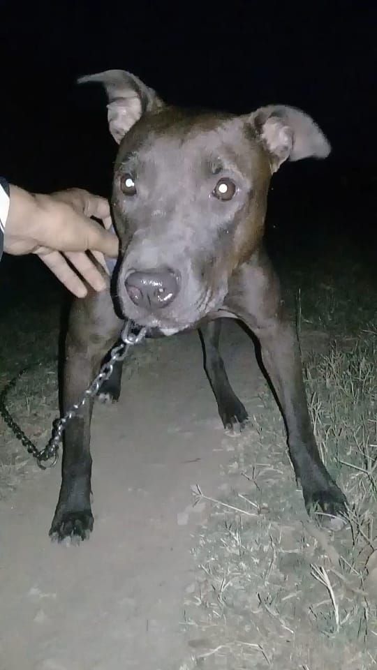 Photo of the dog