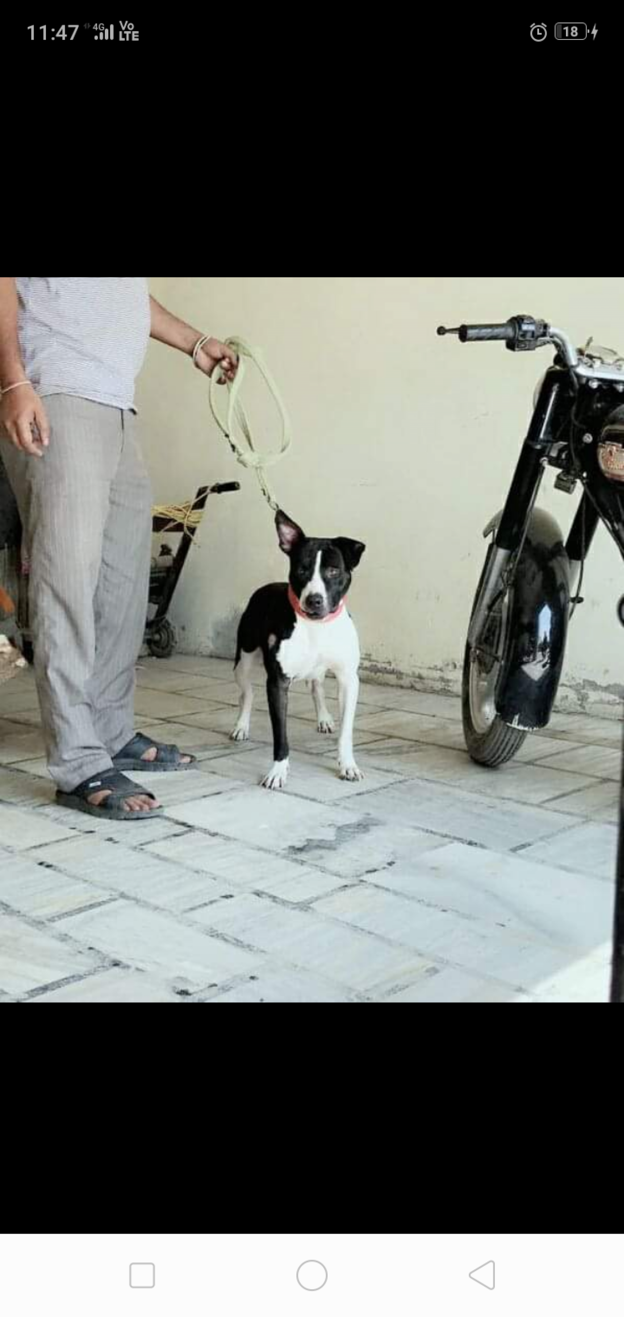 Photo of the dog